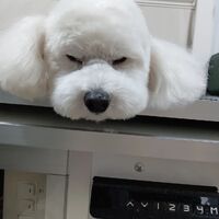 画像3306
