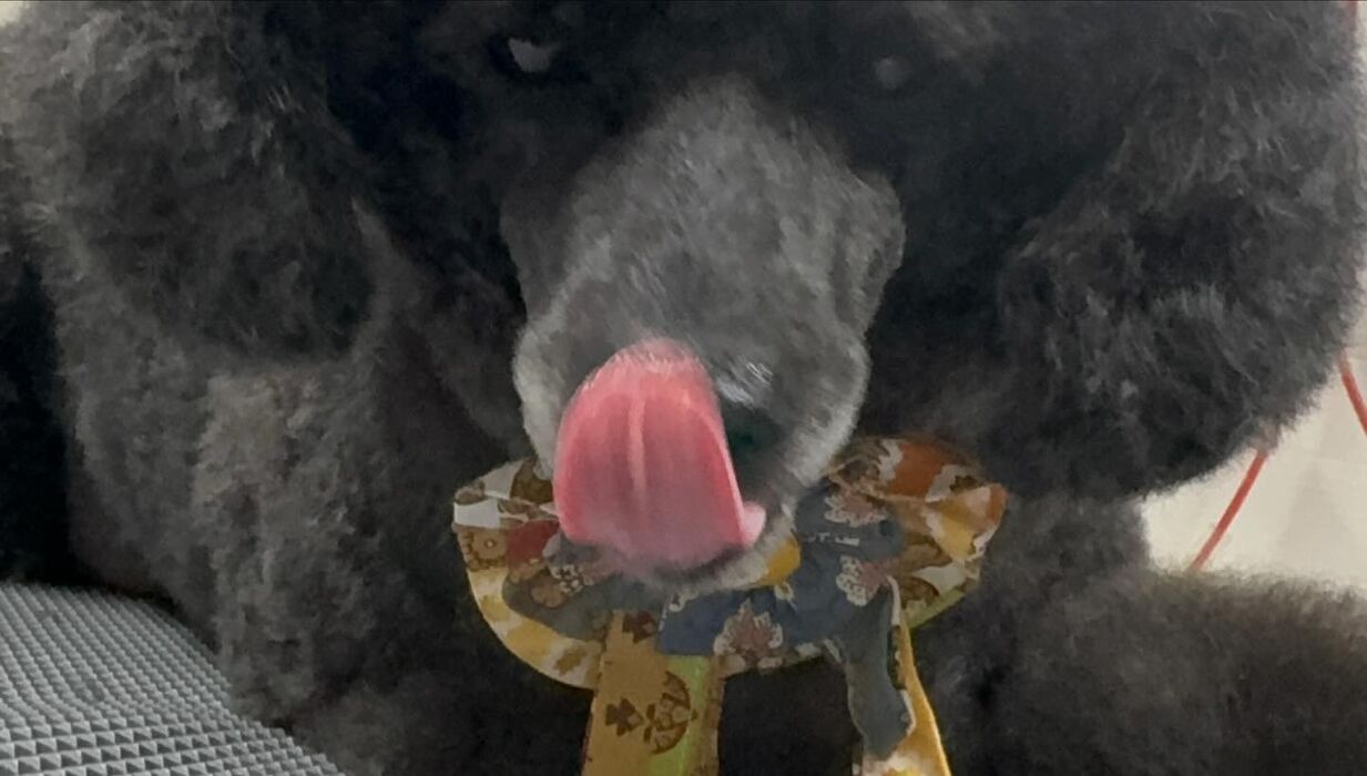 画像4597
