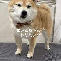 画像5231