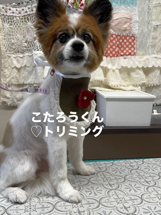 画像6918
